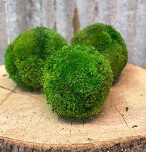 MOSS BALL